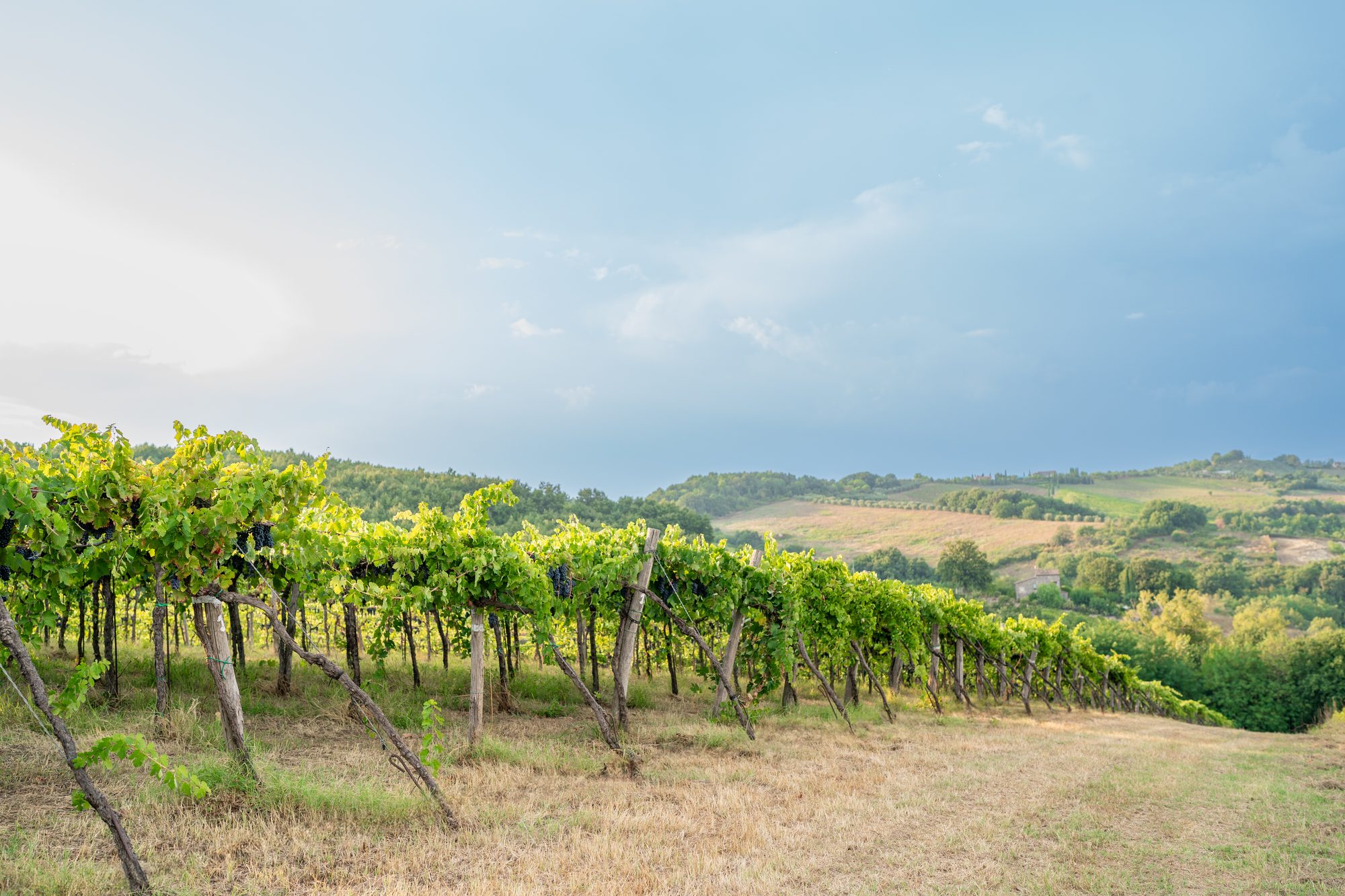 Vigna Marianello Basso