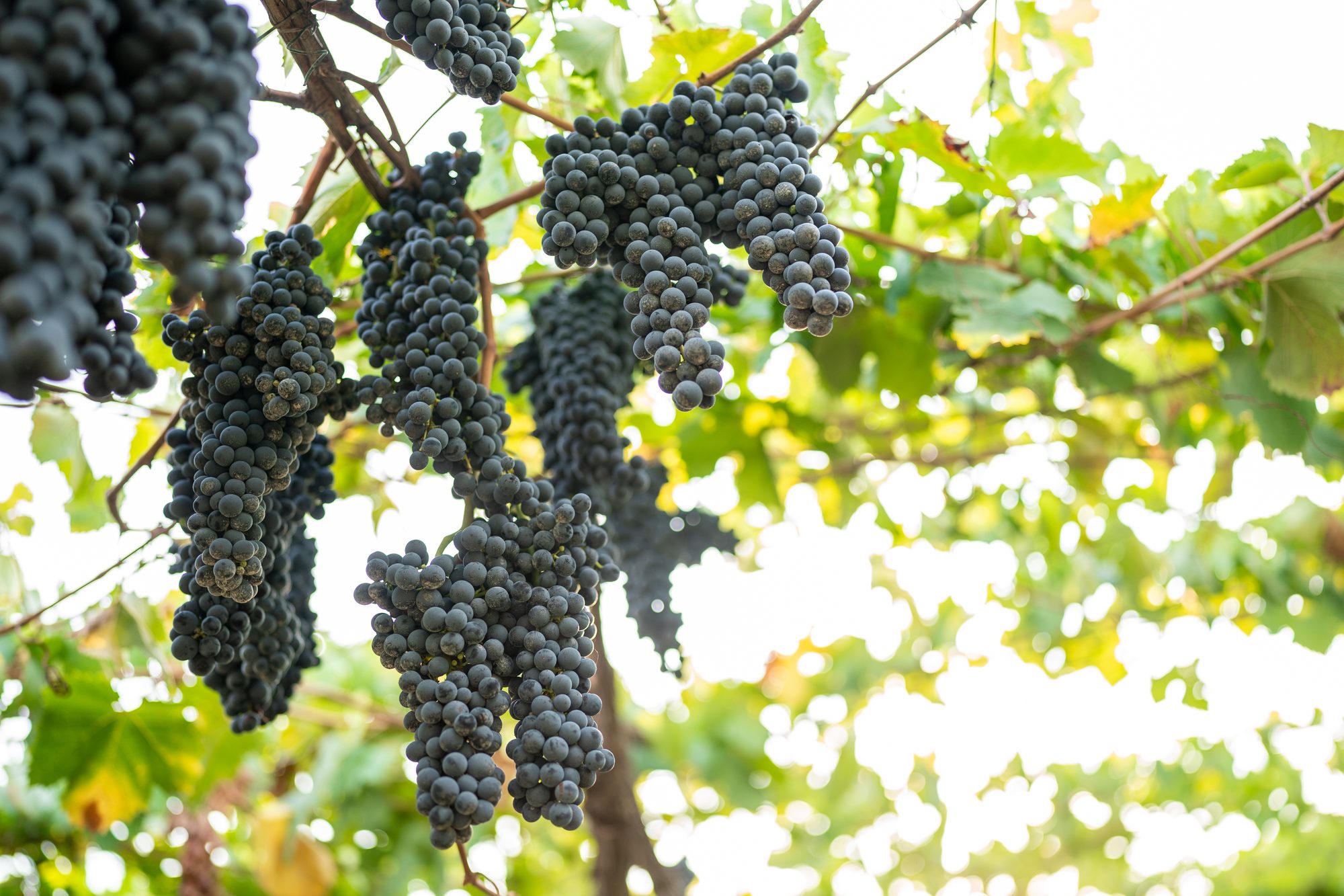 Vigna Colle dei Falchi