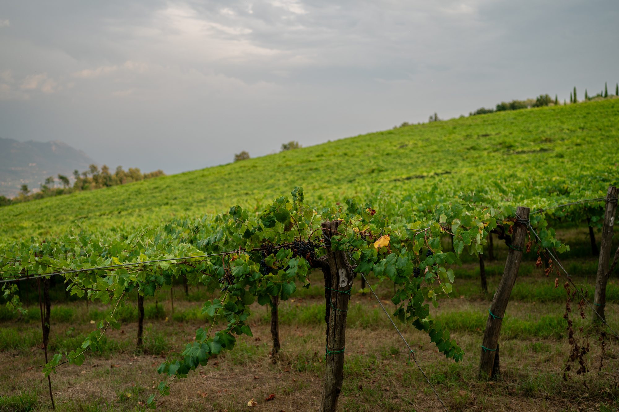 Vigna Marianello Basso