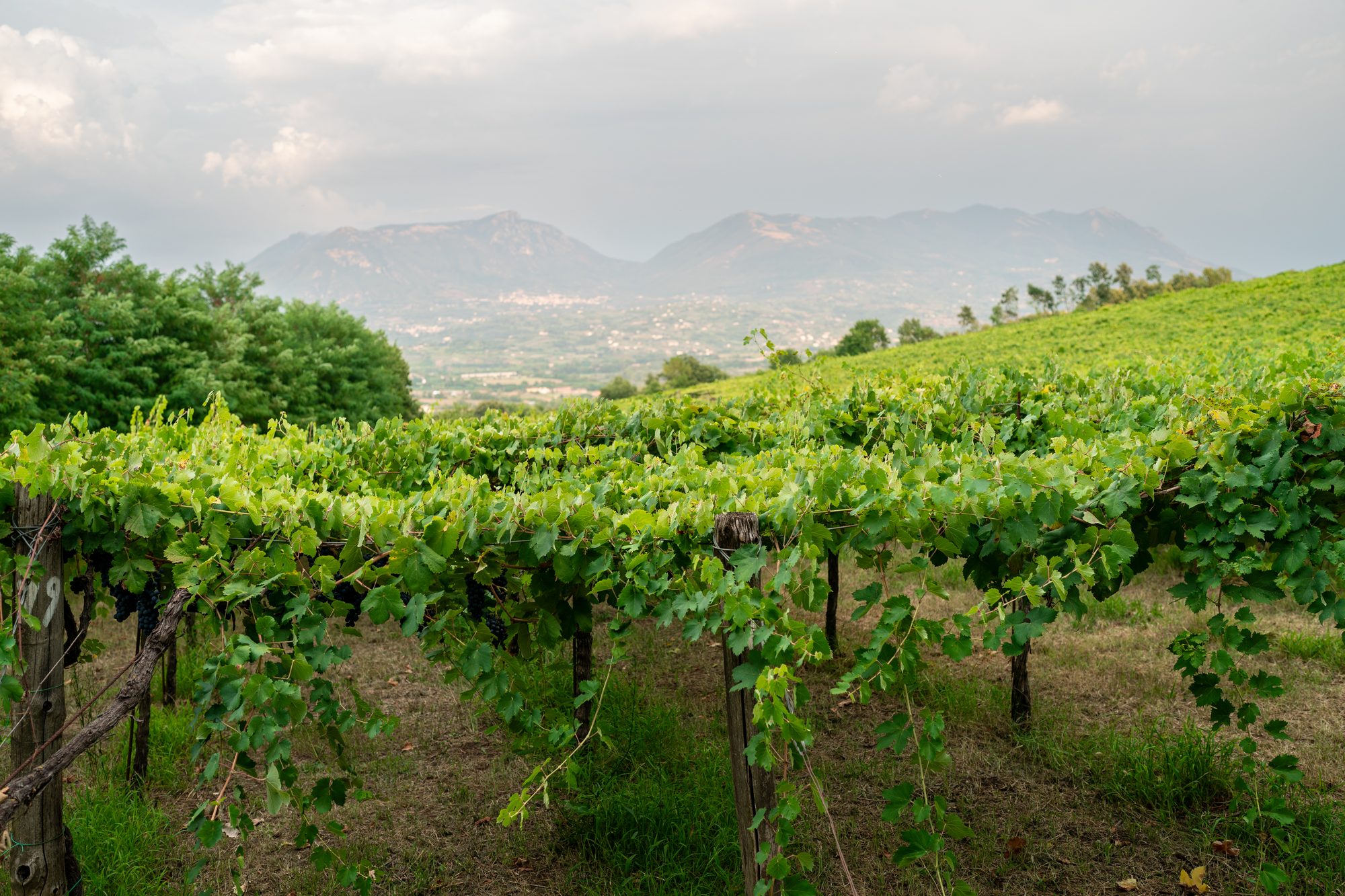 Vigna Monticelli