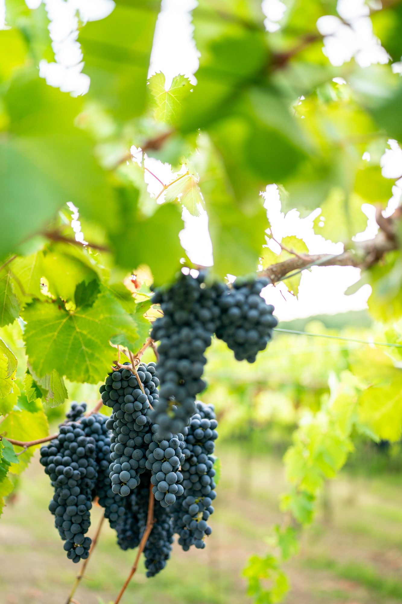 Vigneti Sclavia